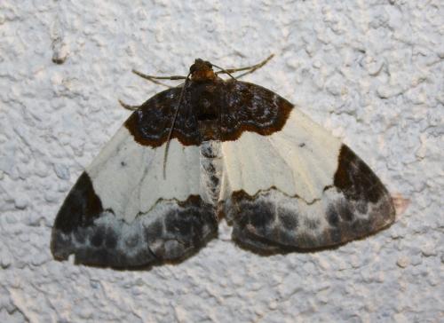 Réf. 214 281 : Mesoleuca albicillata